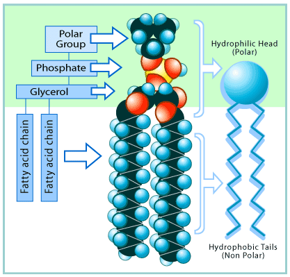 Testosterone biochemistry