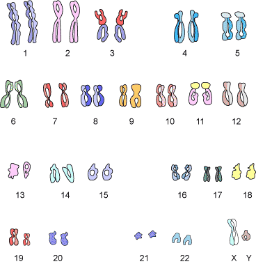 human karyotyping form