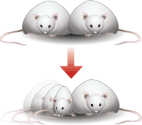 parabiotic mice