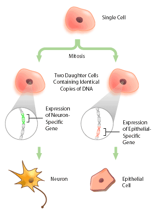 what is cell specialization
