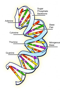 DNA