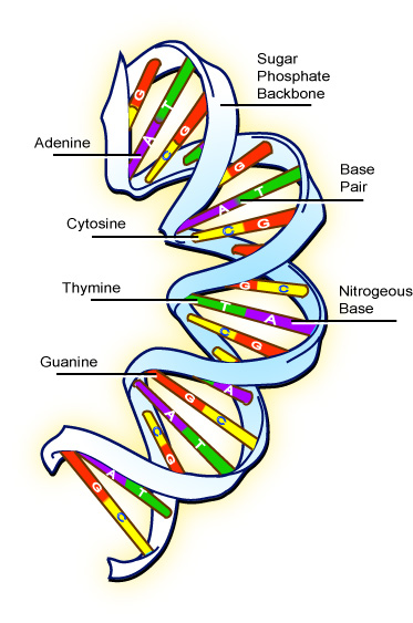 Human Genome Project – Biology and Computers together | AMBL